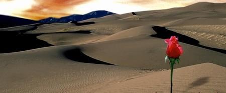 rose du desrt Cheb Mami et Sting
